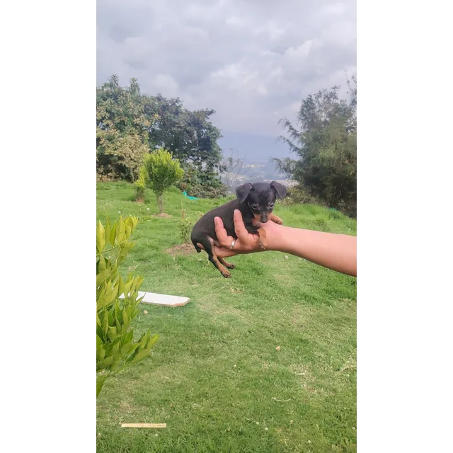 Cachorros Pincher