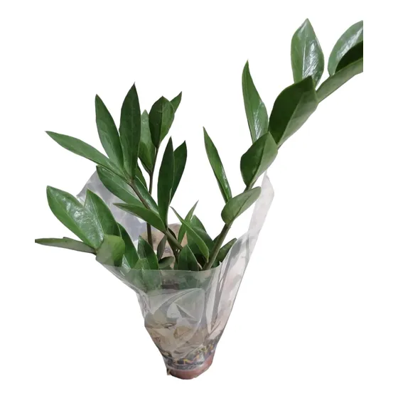 Zamioculca, Ideal Para Interior. 
