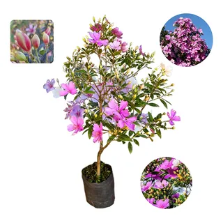Muda De ManacĂĄ Da Serra AnĂŁo Ărvore Florindo Qualidade Muda De ManacĂĄ Da Serra AnĂŁo Ărvore Florindo Qualidade
