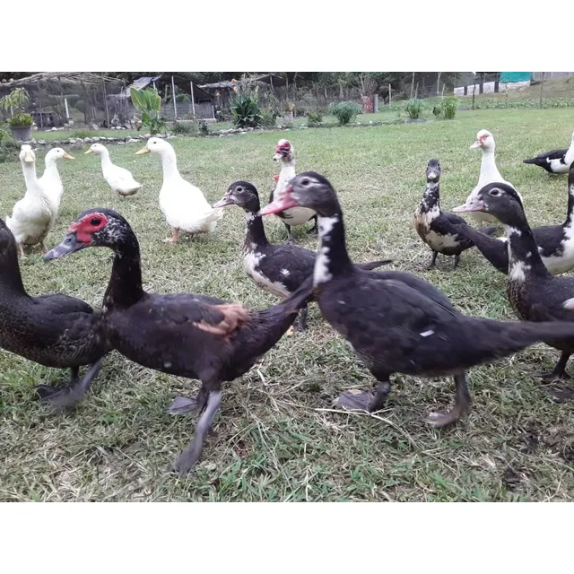 Patos 