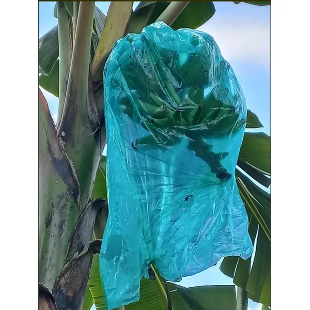 Bolsa Agricola Banaplast Para Platano (500 Bolsas/ Bulto)