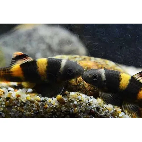 Peixe Comedor De Alga Panda 3 Cm