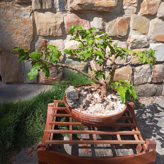 Bonsai Natural Floral Buganvilla  Trinitaria 