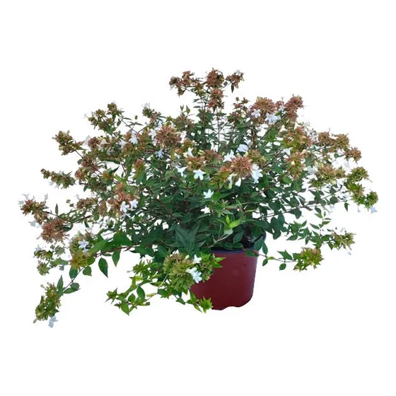 Abelia Enana ( Abelia Grandiflora Compacta )