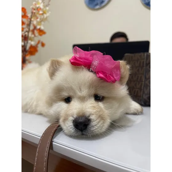 Chow Chow Filhote Fêmea
