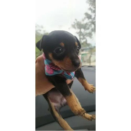 Pinscher Lindos Filhotes Desmamados Comendo Ração Seca 