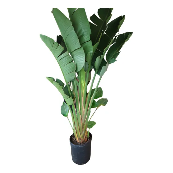Strelitzia Nicolai Maceta De 40 Lt. (ave Del Paraíso Blanca)