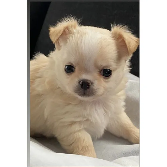 Chihuahua Machito De Calidad Beige