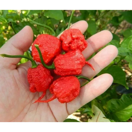 Semillas De Ají Carolina Reaper Envío A Todo Chile