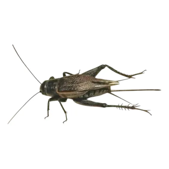 Grilos Negros Vivos  Alimento Natural Para Répteis, Aves