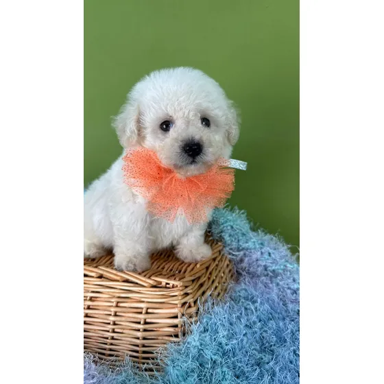 French Poodle Tacita Macho, Listo Para Entrega Vacunado.