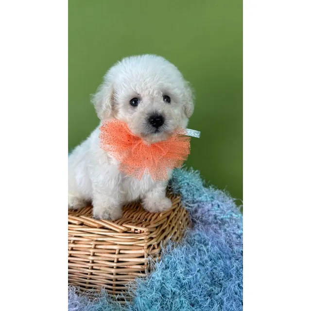 French Poodle Tacita Macho, Listo Para Entrega Vacunado.