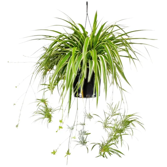 Planta Colgante Lazo De Amor