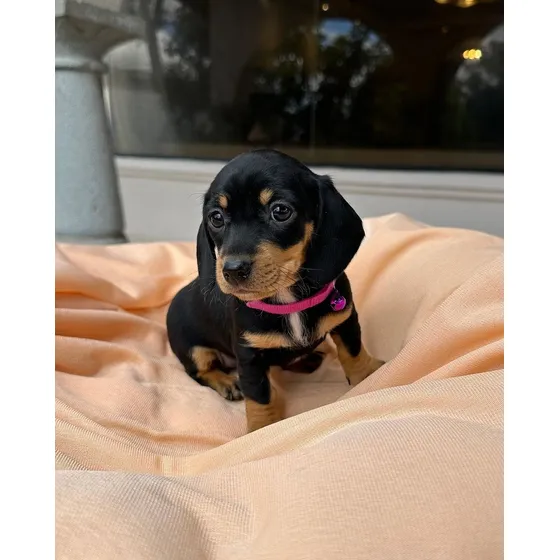 Cachorros Salchicha Pedigrí Vacunados Tienda Física