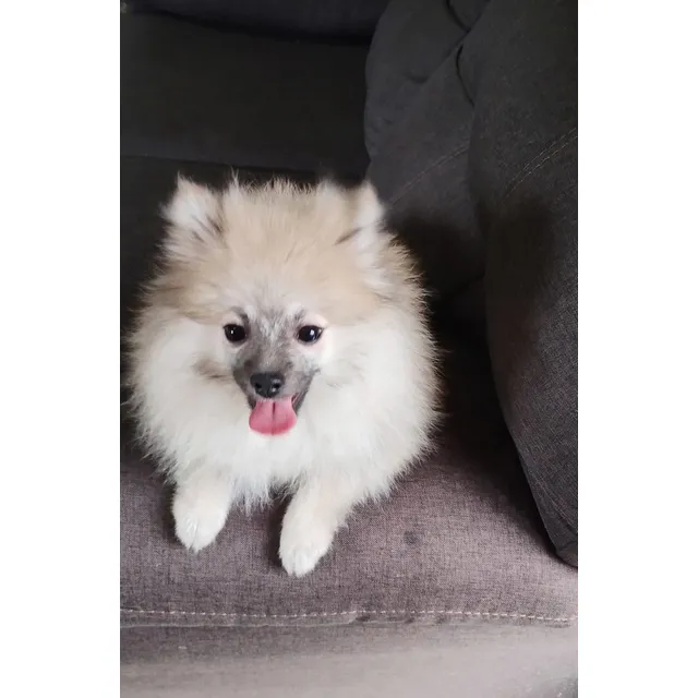 Perro Pomerania