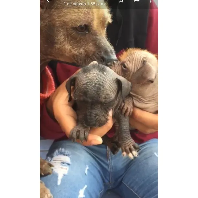 Perro Peruano Verdaderos Minitoy