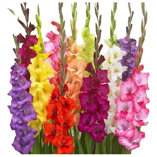 Bulbos De Gladiolos Pack 42 Unidades