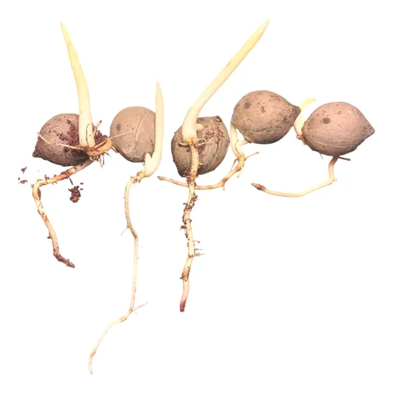 5 Semillas De Palma Chilena Germinada