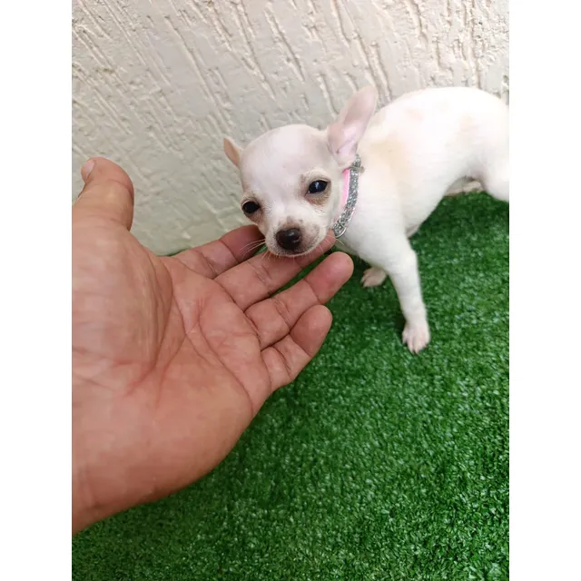 Cachorros Chihuahuas Miniatura