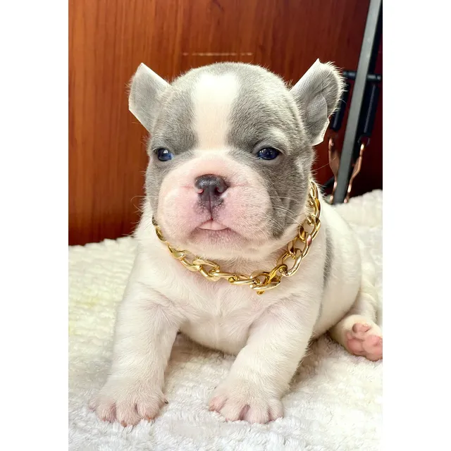 Bulldog Francés Exóticas Hembra 