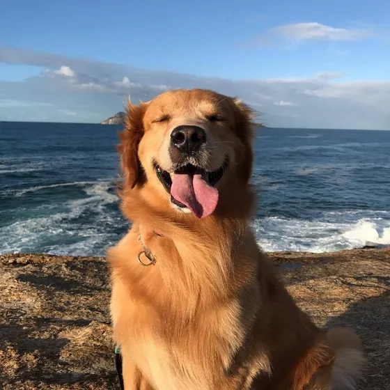 Los Golden Con Mas Historia - Criadero Estancia Del Mar