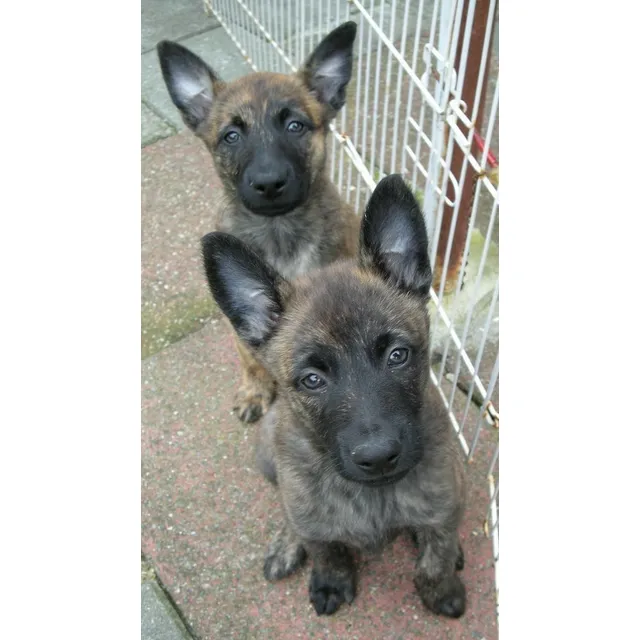 Cachorros Pastor Holandés Perros Medellín Bogota Cali Neiva