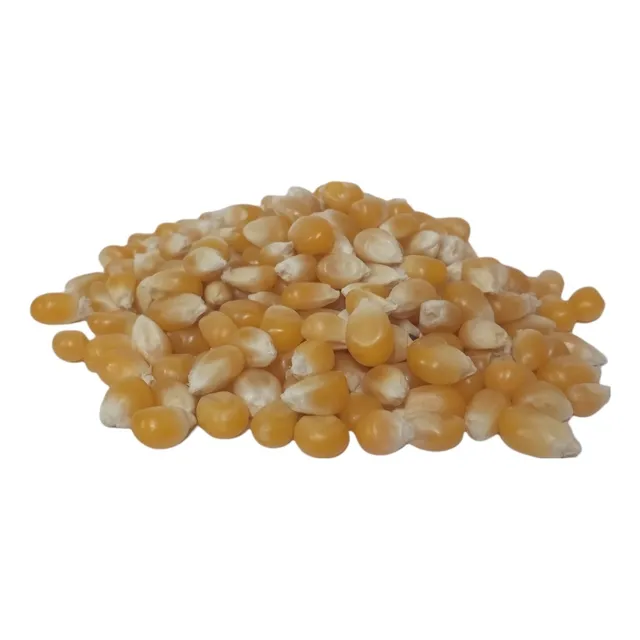 5 Kg Maíz Palomero Agroecológico Nueva Cosecha Calidad Prime
