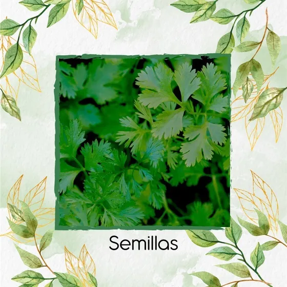 75 Semillas Orgánicas De Cilantro Para Maceta O Huerta
