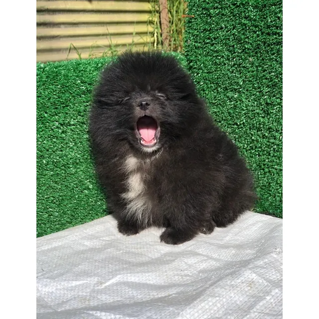 Pomerania Hembra De Pelaje Suave Y Esponjoso