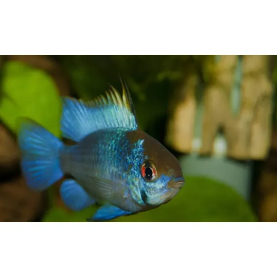 Ramirezi Eletric Blue ( Mikrogeophagus Ramirezi ) Macho