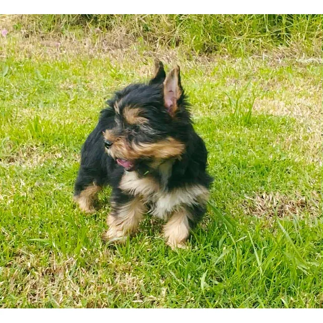Cachorros Yorkshire Terrier Yokies Miniaturas