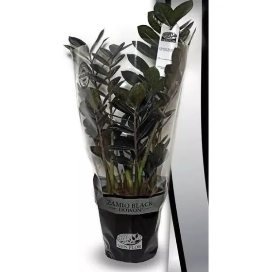 Zamioculca Preta Negra Black Queen Rara Desconto Zamiifolia