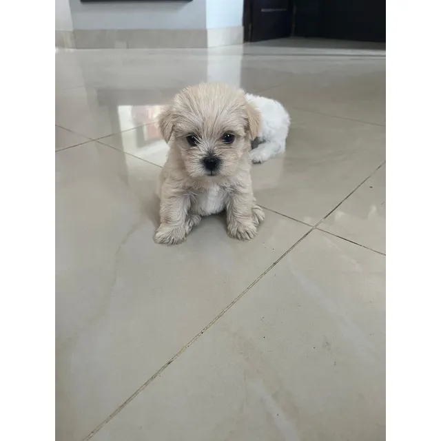 Perritos Schnautzu