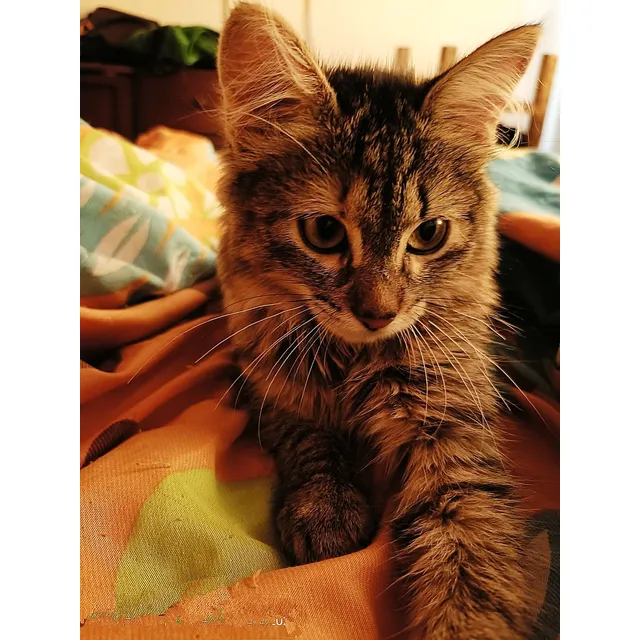 Vendo Angora Turco Bicilor