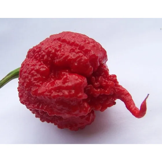 Semillas Aji Carolina Reaper X 10