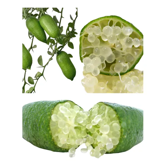 Lima Caviar - Fruta Exótica ¡ideal Para Tu Huerta O Jardín!