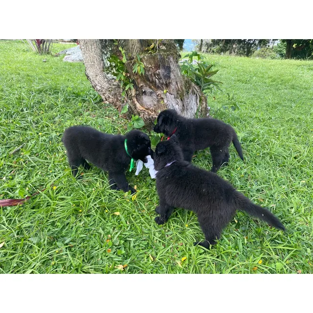 Perros Pastor Belga Groenendael Con Pedigree Cachorro Bogotá