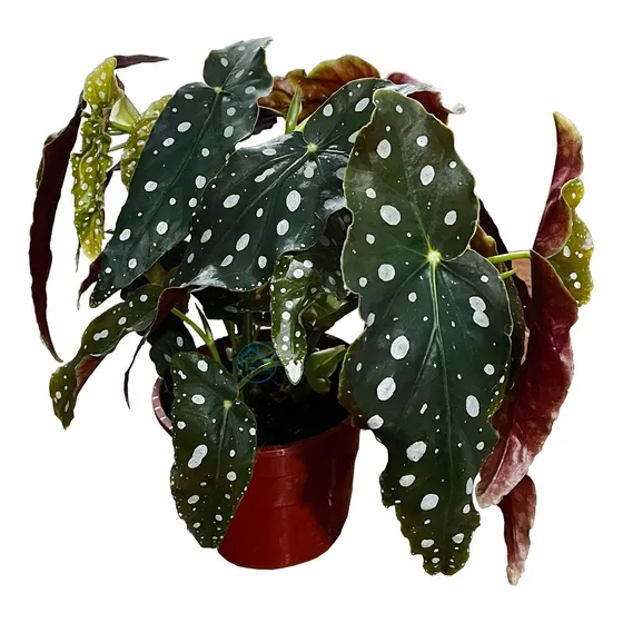 Planta De Interior Begonia Maculata Maceta Nro.15