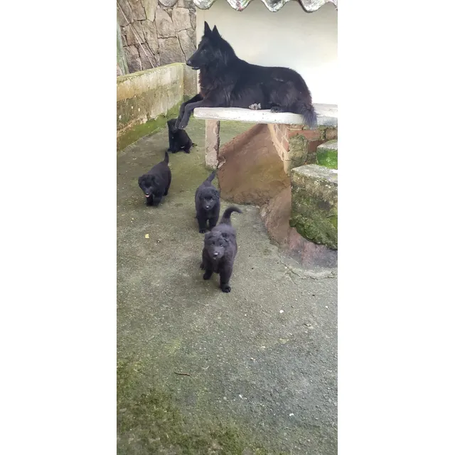 Cachorro Pastor Belga Groenendael Con Registro Pedigree Accc