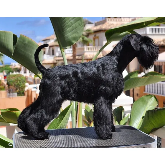 Schnauzer Mini Color Negro  Adorables