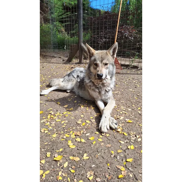 Perro Lobo Canadiense