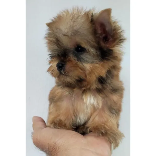 Yorkshire Terrier Tea Cup