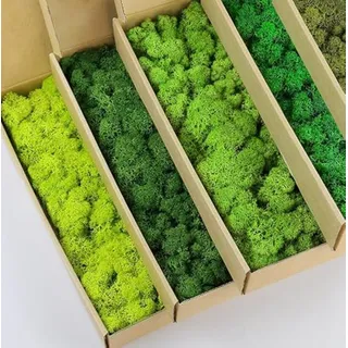 Kit Diy De Musgo Renos Natural Verde - 5 Colores Para Decora Kit Diy De Musgo Renos Natural Verde - 5 Colores Para Decora
