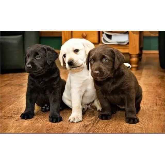 Cachorros Labrador Retriever Al  Mejor $