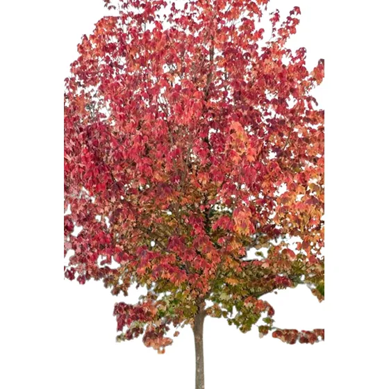 Árbol Arce / Acer Buergerianum / Arce Tridente