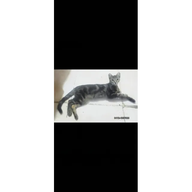 En Adopción Mestizo De Bengalí