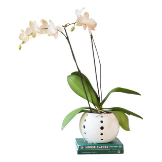 Maceta De Cerámica Esmaltada Para Orquídea Forma Esfera Maceta De Cerámica Esmaltada Para Orquídea Forma Esfera