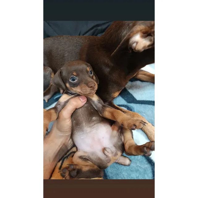 Pinscher Doberman Miniatura Raza