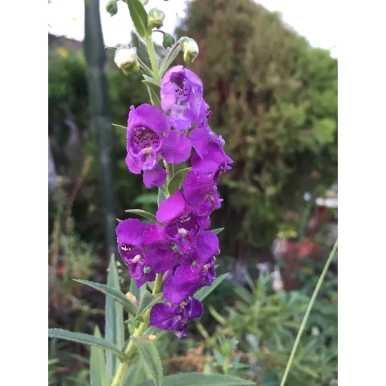 Plantas De Lavanda Angelona