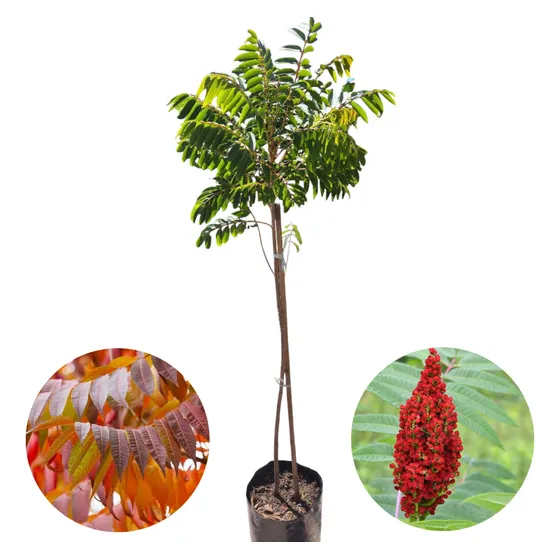 Árbol Rhus/ Fiesta De Colores/crece Rápido /raíz No Invasiva